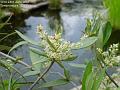 2007-0623olive