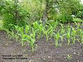 2007-0624sweetcorn