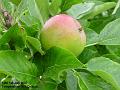 2007-0701apple