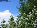 2007-0703lagustrum