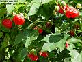 2007-0709abulotlon