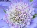 2007-0711blieflower