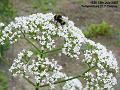 2007-0713bee