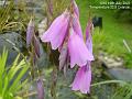 2007-0719pinkgrass