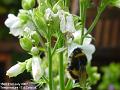 2007-0721bee