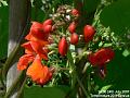 2007-0724RunnerBeans
