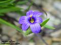 2007-0725sisyrinchium