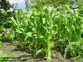 2007-0728maize