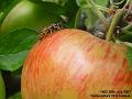 2007-0729wasp