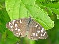 2007-0730butterfly