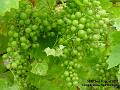 2007-0802grapes