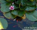2007-0804Pond