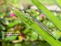 2007-0805damselfly
