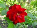 2007-0806Rose
