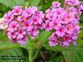 2007-0807lanterna