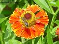 2007-0809arthurflower