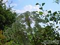 2007-0811hemp