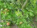 2007-0813damson