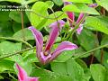 2007-0814clematis