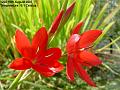 2007-0816redflower