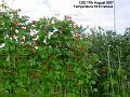 2007-0817beans