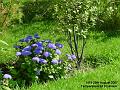 2007-0825bluflower