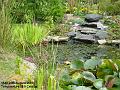 2007-0828pond