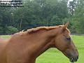 2007-0830Horse