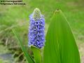 2007-0831bluemarshplant