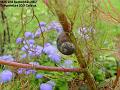 2007-0902snail