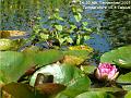 2007-0904WaterLily