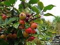 2007-0928CrabApple