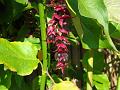 2007-1004_1530_19.4_C_Pheasant_Berry