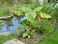 2007-1020_1340_14.2_C_Hardy_Banana