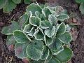 2007-1021_0800_m0.3_C_First_frost