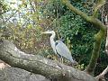 2007-1125_1300_Cannon_Hill_Park_10_C