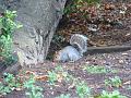 2007-1204_1430_Lower_Morden_13_C