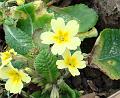 2007-1228_1335_Polyanthus_10.8_C