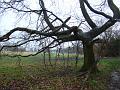 sm-2008-0121-1445_Morden_Park_11_C