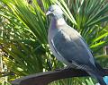 sm-2008-0201_1330_Woodpigeon_8.3_C