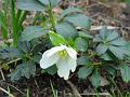 sm-2008-0223_1200_Helebores_11.1_C