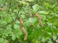 2008-0504_1555_Icelandic_Birch_22.4_C