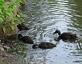2008-0602_Cannon_Hill_Common_1230_18_C