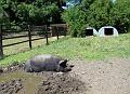 2008-0703-1200_Deen_City_Farm_Morden_19_C