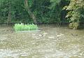 2008-0706-1300_Cannon_Hill_Commom_20_C