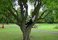 2008-0818_Mostyn_Gardens_1600_19C