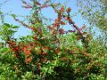 2008-0830_Pyrocanthus_1440_26.1C