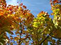 2008-1021_1130_Cannon_Hill_Common_12C