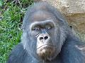2008-1125-1600-Fuengirola_Zoo_Spain_16C