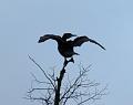 2008-1209-Cannon_Hill_Common_1330_5C